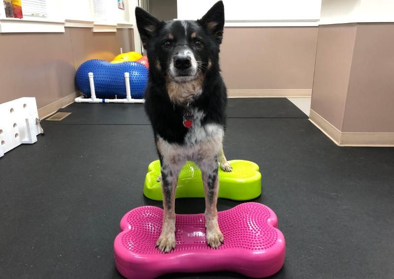 Carousel Slide 3: Learn more about Canine Rehabilitation