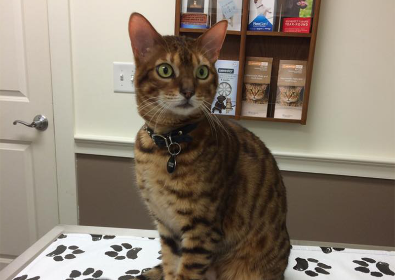 Carousel Slide 7: Cat Veterinary Care, West Roxbury