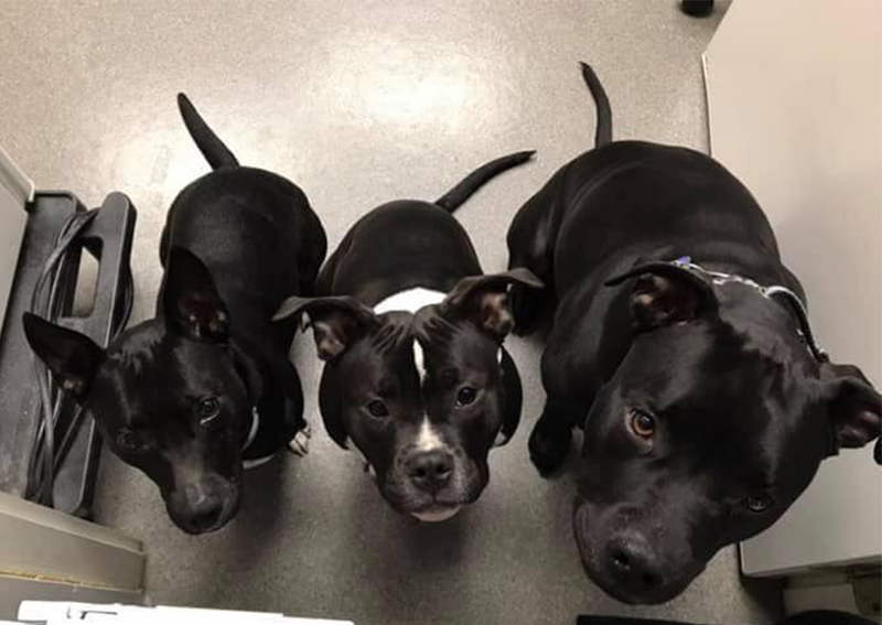 Carousel Slide 5: Dog Veterinary Care, West Roxbury